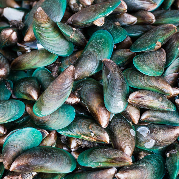 Half Shell Greenlip Mussels 1kg Moorcroft Seafood Home Delivery 
